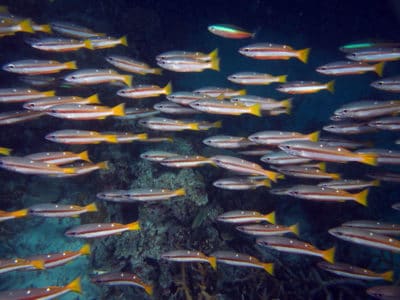 Two-spot Banded Snapper Lutjanus biguttatus