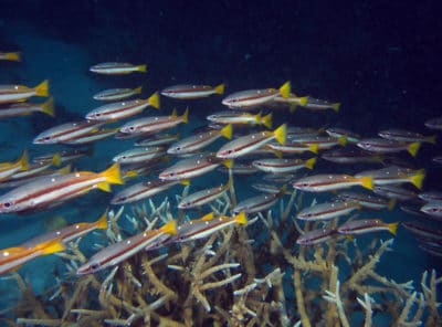 two-spot banded snapper Lutjanus biguttatus