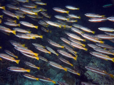 Two-spot Banded Snapper Lutjanus biguttatus 