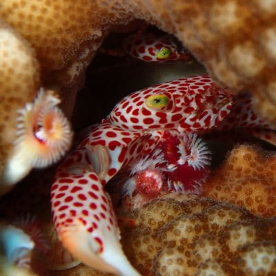 Guard Crabs Pocillopora COTS