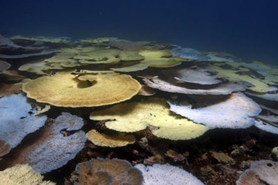Bleaching table coral in the British Indian Ocean Territory. Photograph by Philip Renaud