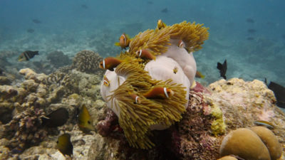 clownfish maldives 