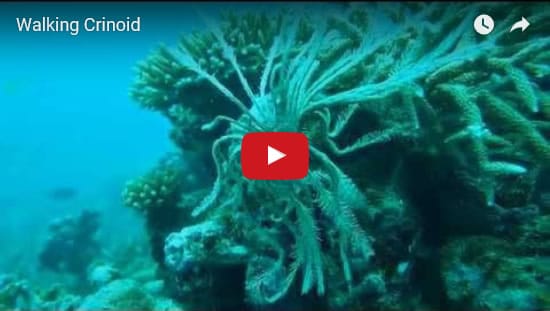 crinoid video