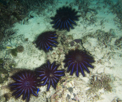 Super Starfish COTS Reethi Rah