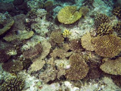 Anantara corals killed by COTS dead for a few weeks