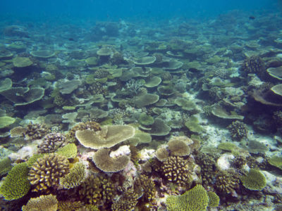 Anantara's Coral Reefs