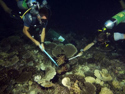 Anantara's Coral Reefs