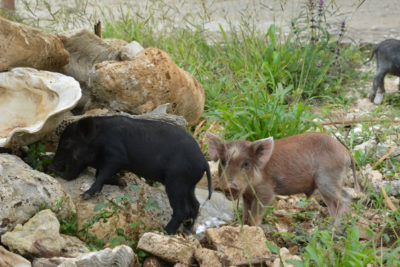 Two baby pigs in Tonga during spring.