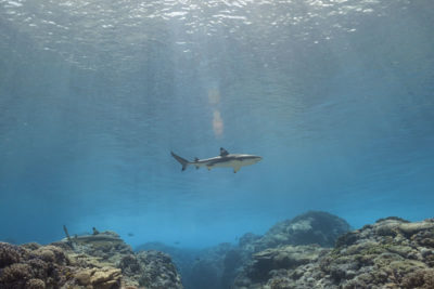 Reef Shark around Gambier Islands