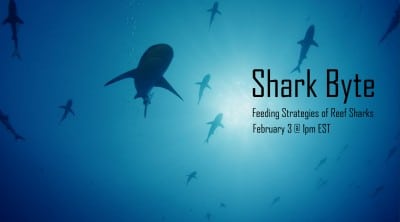 Shark Byte Feeding Strategies of Reef Sharks