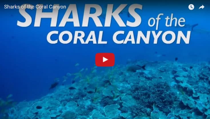 Sharks of the Coral Canyon Film Link