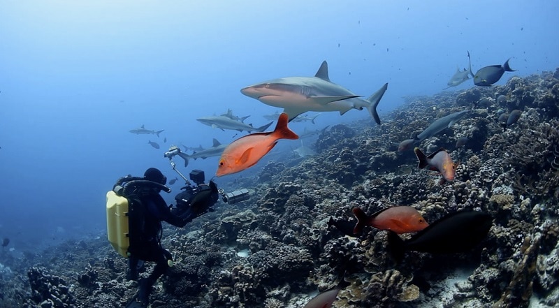 Documenting Shark Feeding: Sharks Take a Bite - Living Oceans FdnLiving ...