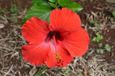 hibiscus