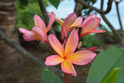 Tonga in spring