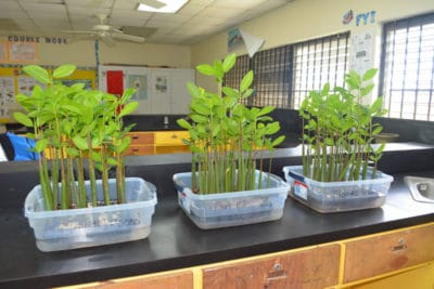 Five months after the original planting, the red mangrove seedlings are growing tall.