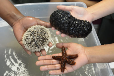 Students enjoying our Mangrove Organism Show and Tell