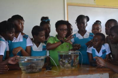 Students enjoying our Mangrove Organism Show and Tell