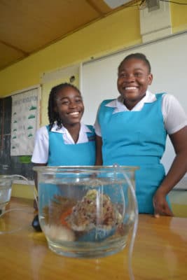 Students enjoying our Mangrove Organism Show and Tell