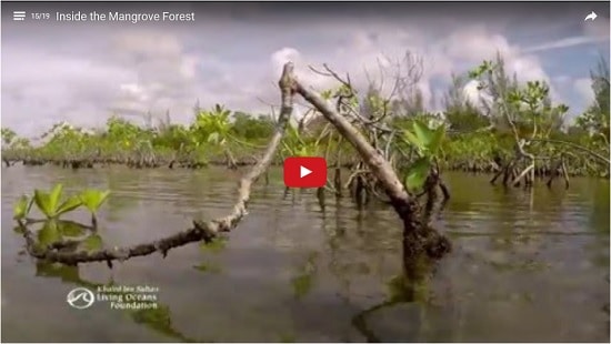 Inside the Mangrove Forest Film Preview
