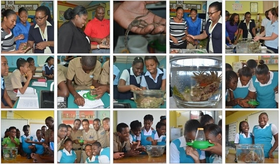 Mangrove Organisms Show and Tell Photo Album