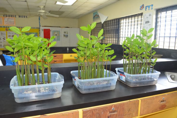 field experiment mangroves