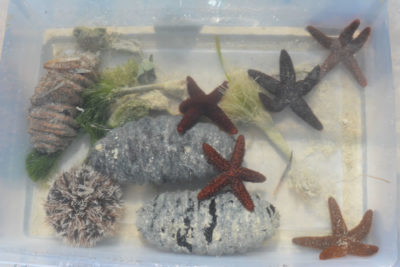 Sea stars, sea urchins, sea cucumbers, and macroalgae