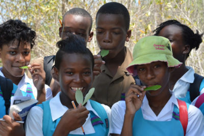 Students at William Knibb High School in Jamaica, taste the salty leaves of the black mangrove tree