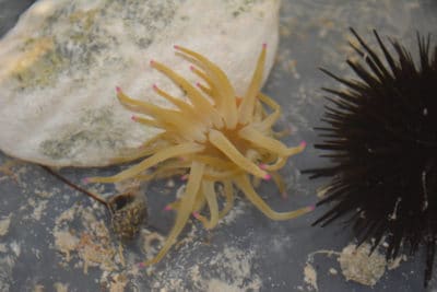 Sea anemone (left) and Sea urchin (right)