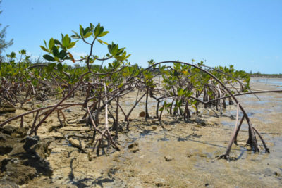 Red mangrove trees at Camp Abaco