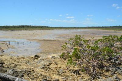 Camp Abaco, mangrove restoration site