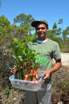 Bahamas Mangrove Acclimating & Planting