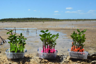 Acclimating Mangroves: Red mangrove propagules that the students have been growing in their classroom.