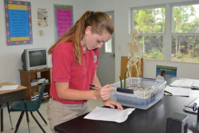 Measuring and recording the growth of our mangrove propagules