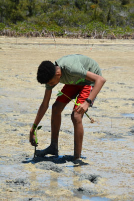 eventually I found a good spot to plant my mangroves