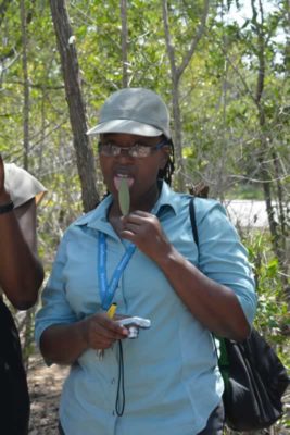 Fulvia tastes a salty black mangrove leaf alongside her students. She is an example of a great role model and she isn’t afraid to “get her hands dirty.”
