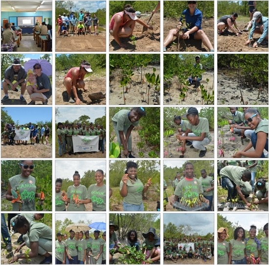 JAMIN Mangrove Planting Photo Album Preview