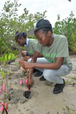 Students from Holland High School plant their mangrove seedlings at the restoration site in Falmouth