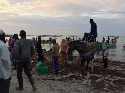 Crowds of people appear on the beach wondering what the sea has produced during the night.