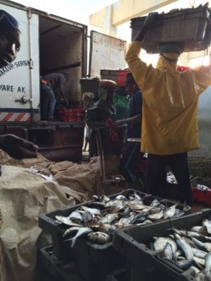 Crates of fish from the night's bounty.