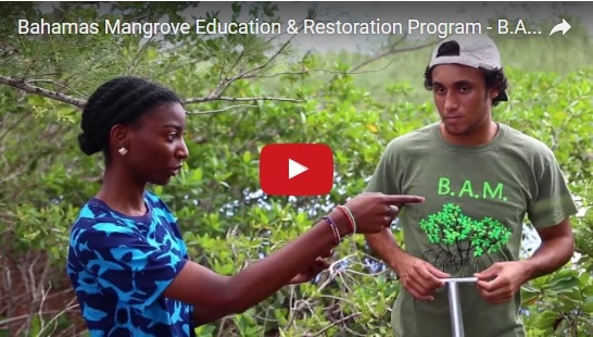 Managing and Monitoring Mangroves Video