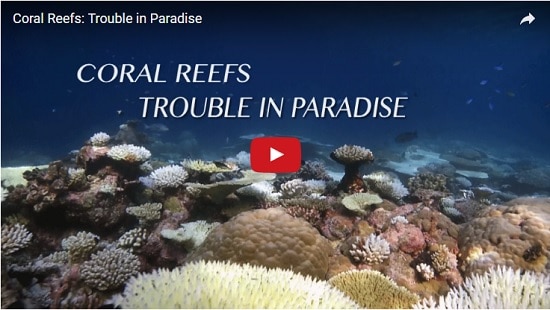  Blue Ocean Film Festival Finalists: Coral Reefs: Trouble in Paradise