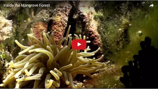  Blue Ocean Film Festival Honorable Mention: Inside the Mangrove Forest