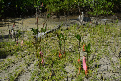 Healthy mangrove seedlings planted at the Falmouth restoration site as part of the J.A.M.I.N. program