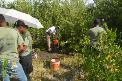 Students from William Knibb High School measuring a 5-meter by 5-meter plot in which they will monitor mangroves and various environmental factors such as salinity, pH, and temperature.