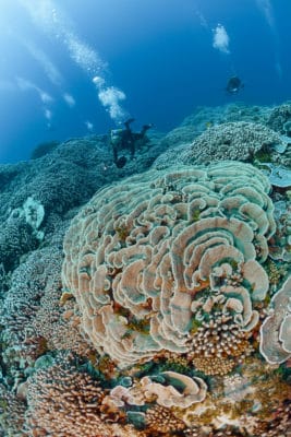 Scientists survey coral reef ©Michele Westmorland/iLCP