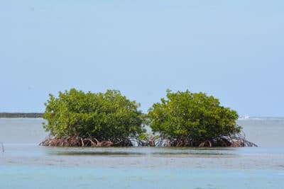 Mangroves at Seville Heritage Site