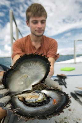 Researcher, Simon Van Wynsberge, displaying open oyster with symbiotic shrimp inside.