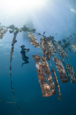 Pearl farm divers retrieving oyster nets in open ocean. Underwater view. ©Michele Westmorland/iLCP