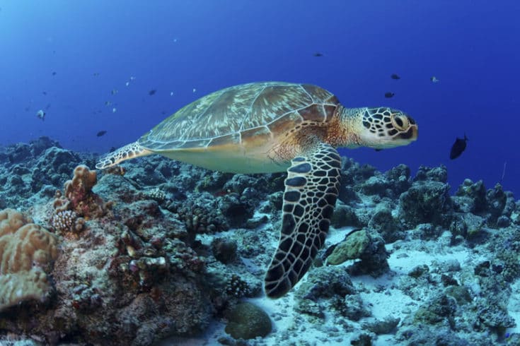 A Green Sea Turtle swims over the coral reef. Green sea turtles are listed as endangered by the IUCN and CITES and is protected from exploitation in most countries. ©Keith A. Ellenbogen/iLCP