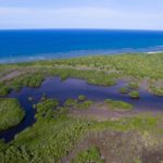 Falmouth mangrove forest, seen from the aerial drone.